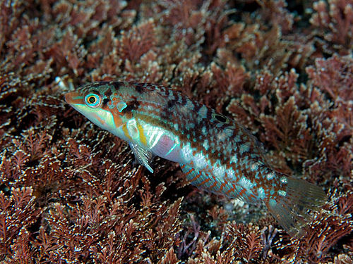 Nebulous wrasse